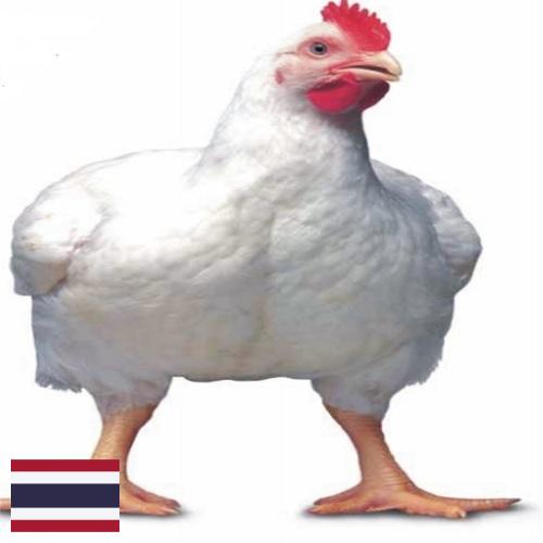 Цыплята-бройлеры из Таиланда