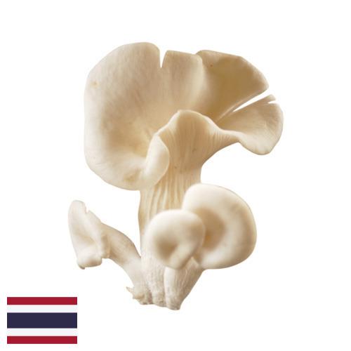 грибы вешенки из Таиланда