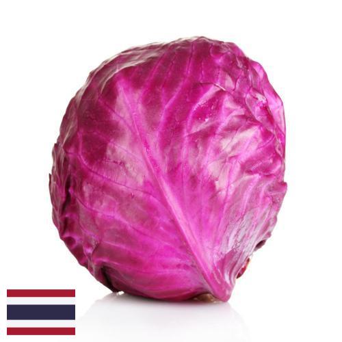 Капуста краснокочанная из Таиланда
