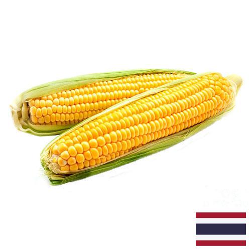 Кукуруза из Таиланда