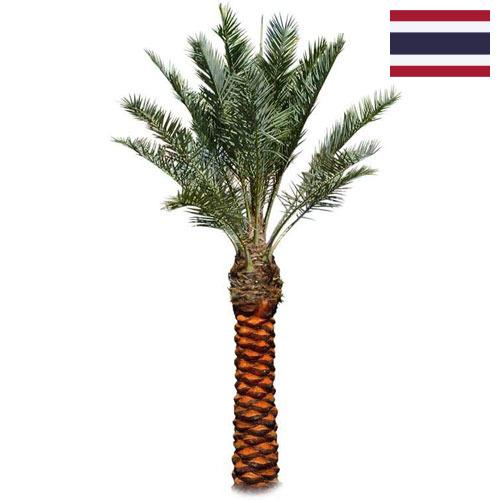 Пальмы из Таиланда