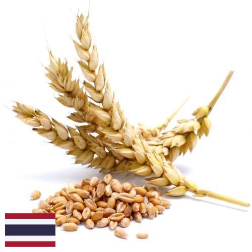 Пшеница из Таиланда