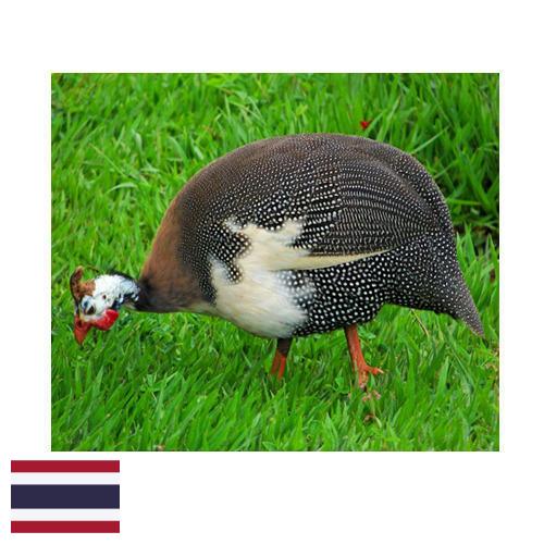 птица из Таиланда