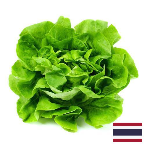 Салат латук из Таиланда
