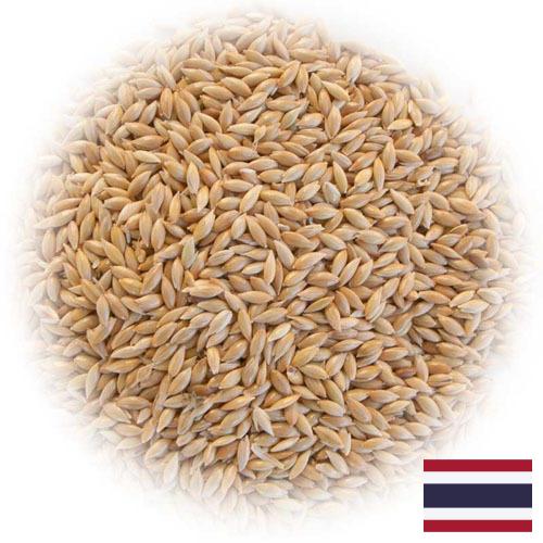 семена трав из Таиланда