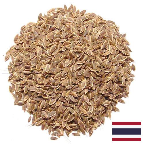 Семена укропа из Таиланда