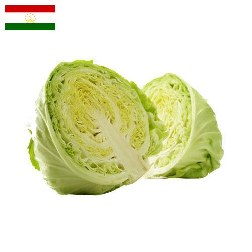Капуста из Таджикистана