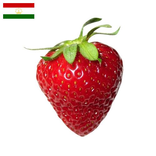 Клубника из Таджикистана