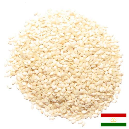 кунжут семена из Таджикистана