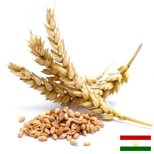 Пшеница из Таджикистана