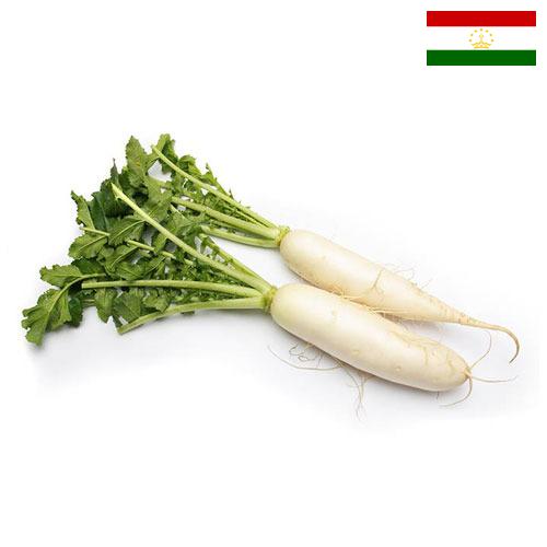 Редька из Таджикистана