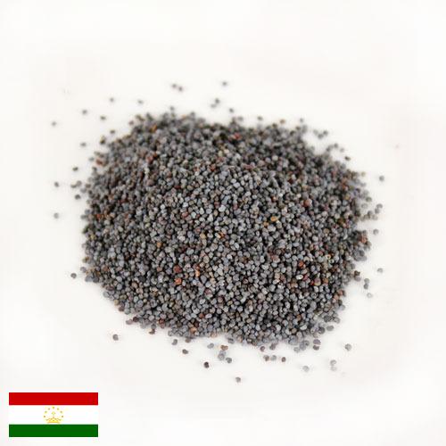 Семена петрушки из Таджикистана