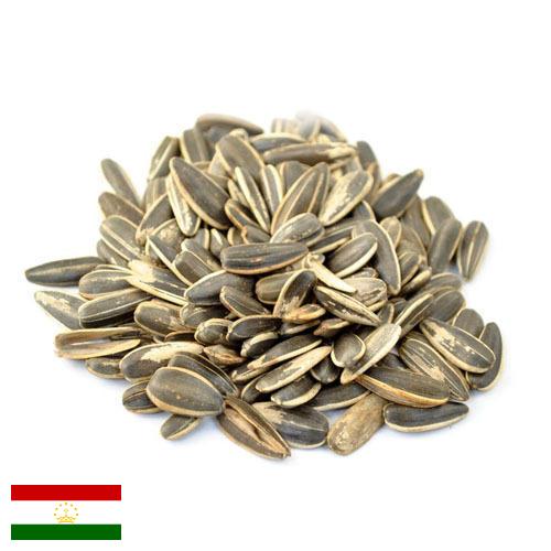 Семена подсолнечника из Таджикистана