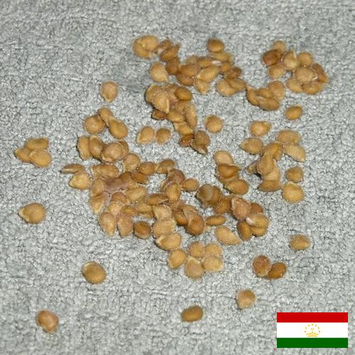 Семена томатов из Таджикистана