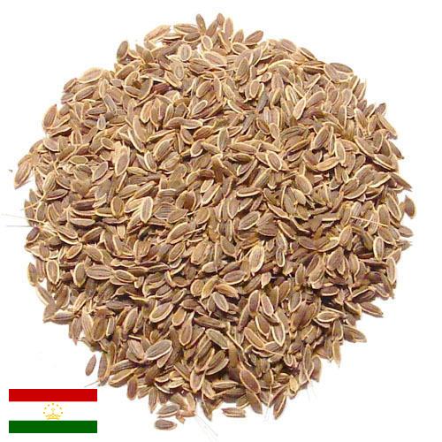 Семена укропа из Таджикистана