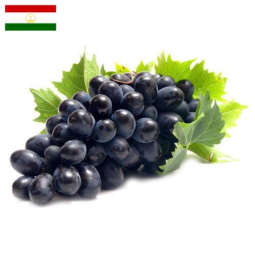 Виноград из Таджикистана