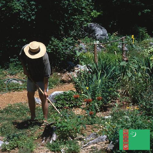 Цветы садовые из Туркмении