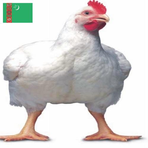 Цыплята-бройлеры из Туркмении