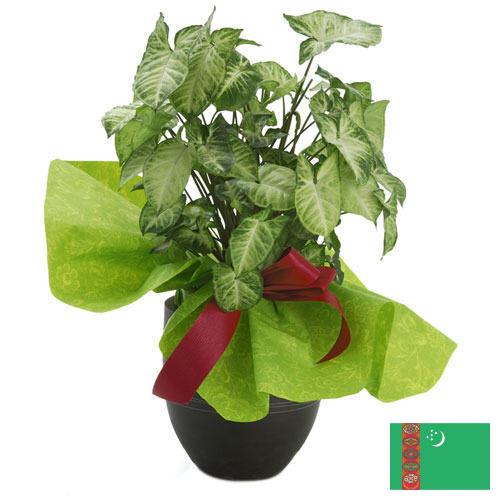 Декоративные растения из Туркмении