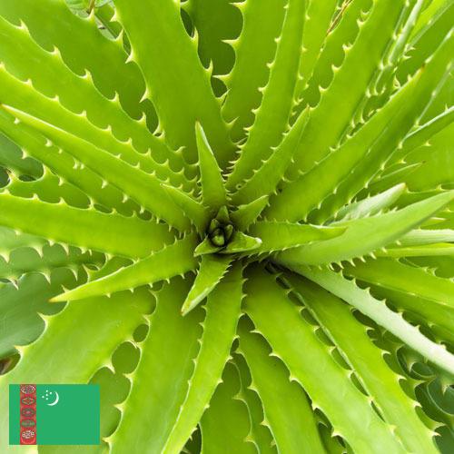 экстракты растений из Туркмении