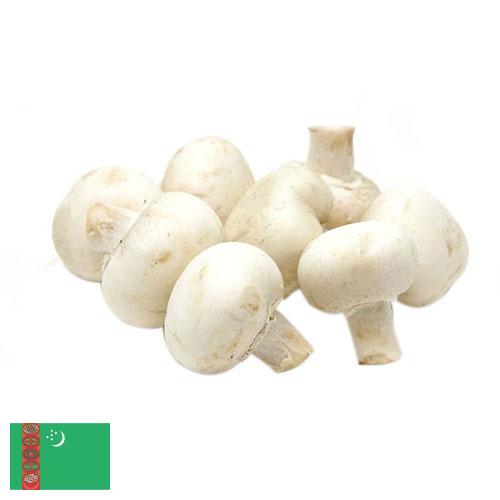 Грибы белые из Туркмении