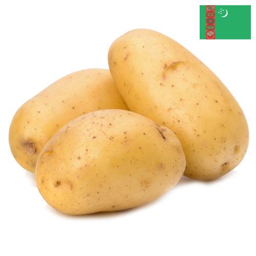 картошка из Туркмении