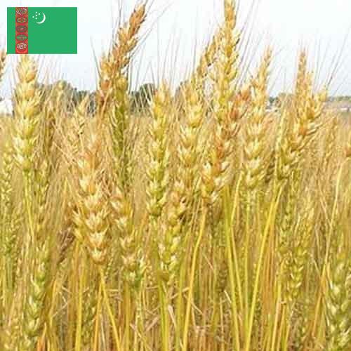 Кормовые культуры из Туркмении