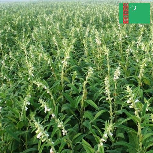 Кунжут из Туркмении