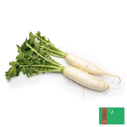 Редька из Туркмении