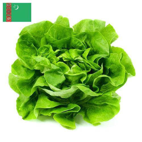 Салат латук из Туркмении