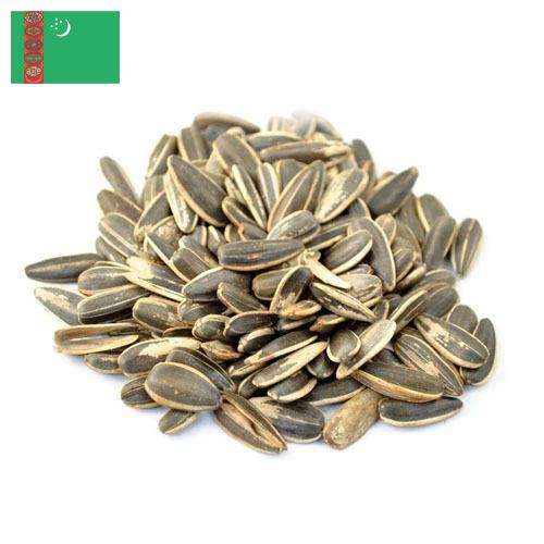 Семена подсолнечника из Туркмении