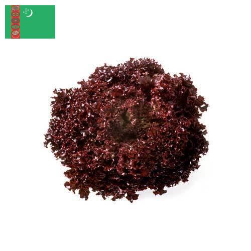 Семена салата из Туркмении