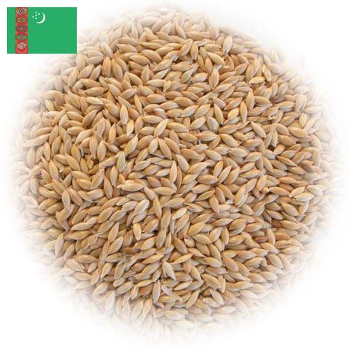 семена трав из Туркмении