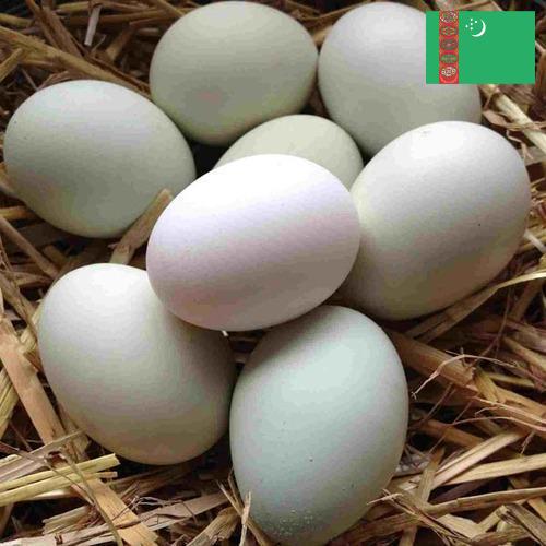 субпродукты птицы из Туркмении
