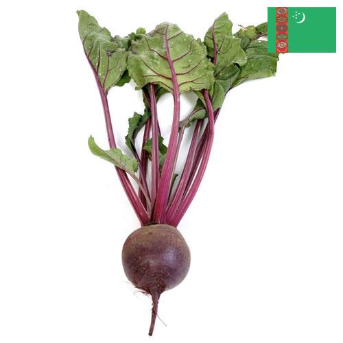 Свекла столовая из Туркмении