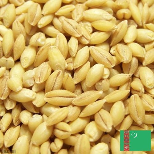 Ячмень из Туркмении