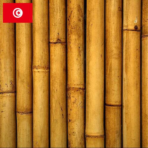 Бамбук из Туниса