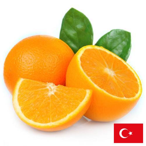 апельсины свежие из Турции