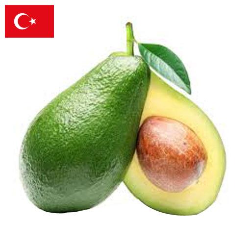 Авокадо из Турции