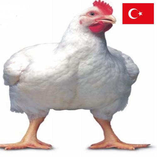 Цыплята-бройлеры из Турции