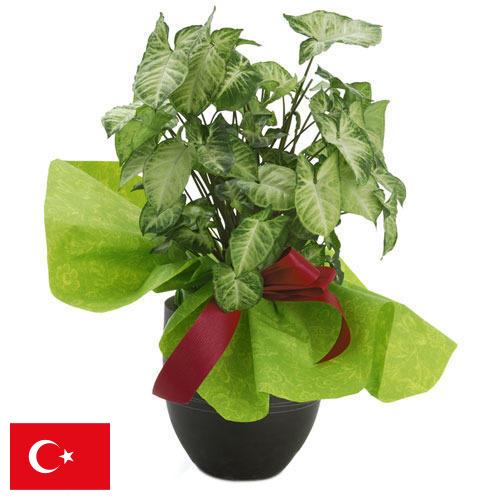 Декоративные растения из Турции