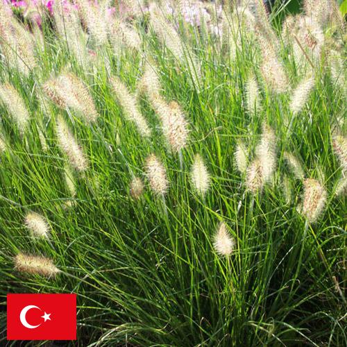 Декоративные травы из Турции