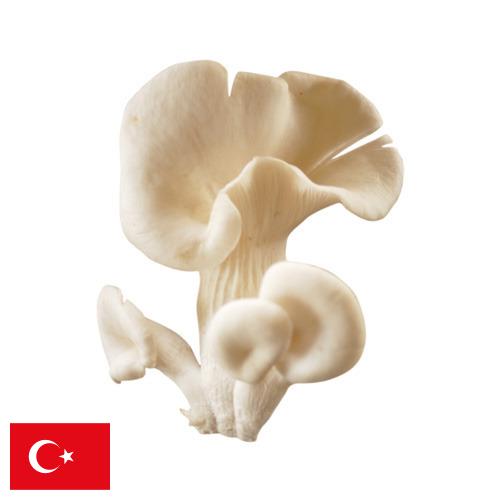 грибы вешенки из Турции