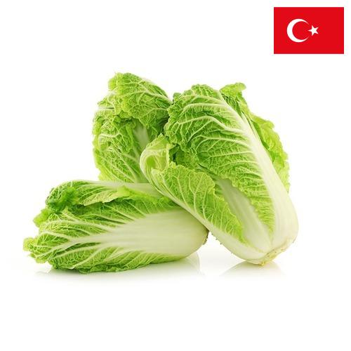 Капуста китайская из Турции