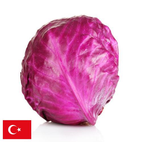 Капуста краснокочанная из Турции