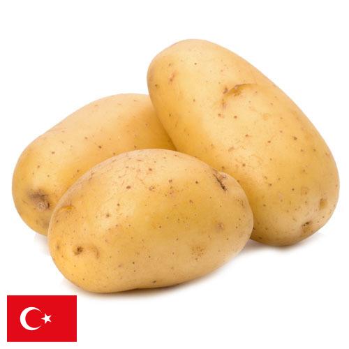 картошка из Турции