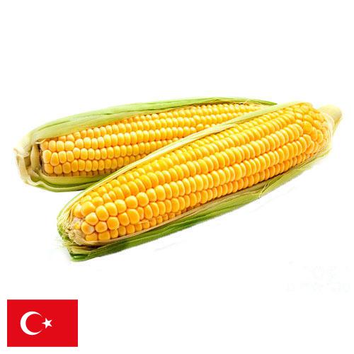 Кукуруза из Турции