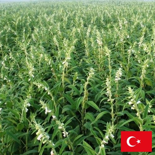 Кунжут из Турции