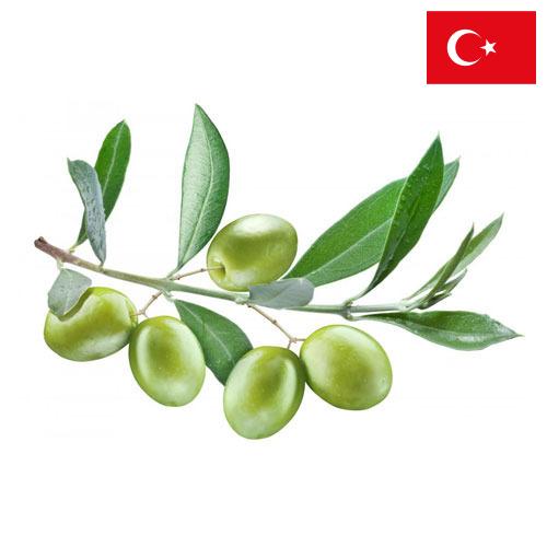 маслины оливки из Турции