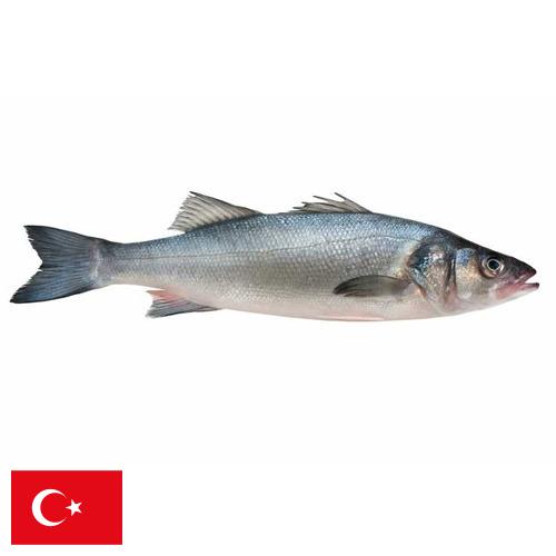 Окунь морской из Турции